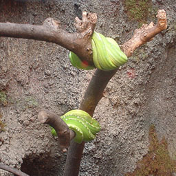 VIVARIUM