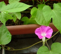 Asagao